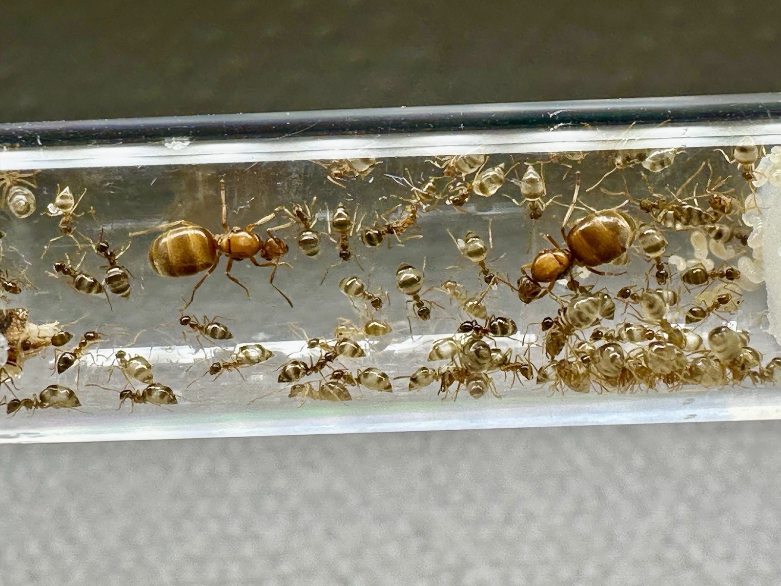 Bonded queen ants False Honey Pot ant colony 50+ workers: Ready For Ant Nest