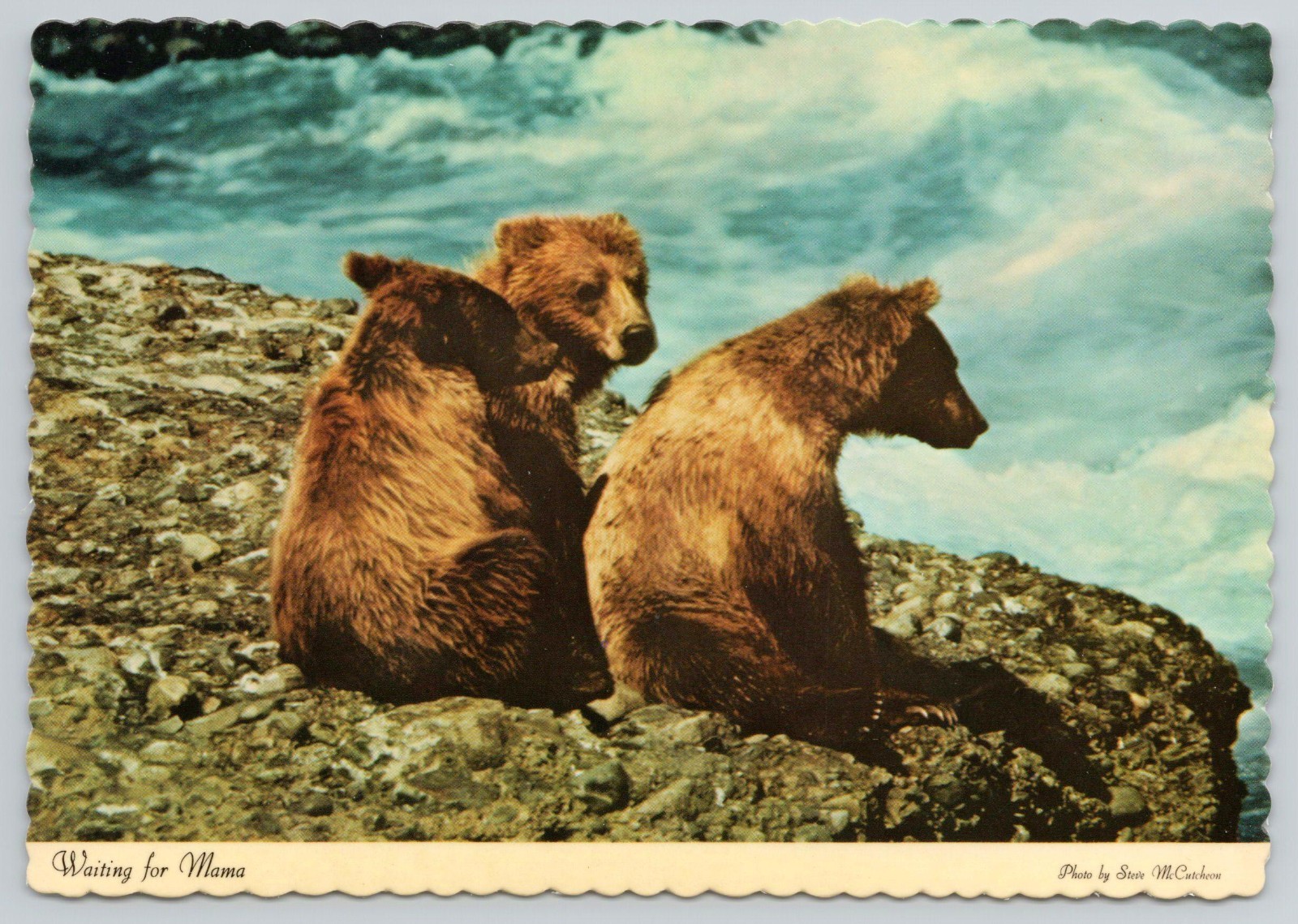 Vintage Alaskan Brown Bear Cubs Waiting for Mom River AK 4x6 MINT Postcard UNP
