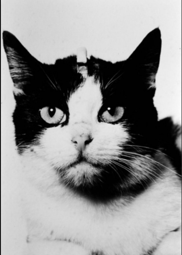 Félicette, the first cat to travel to space Being prepared. October 1963. Félicette, the first cat to travel to space Being prepared. October 1963.