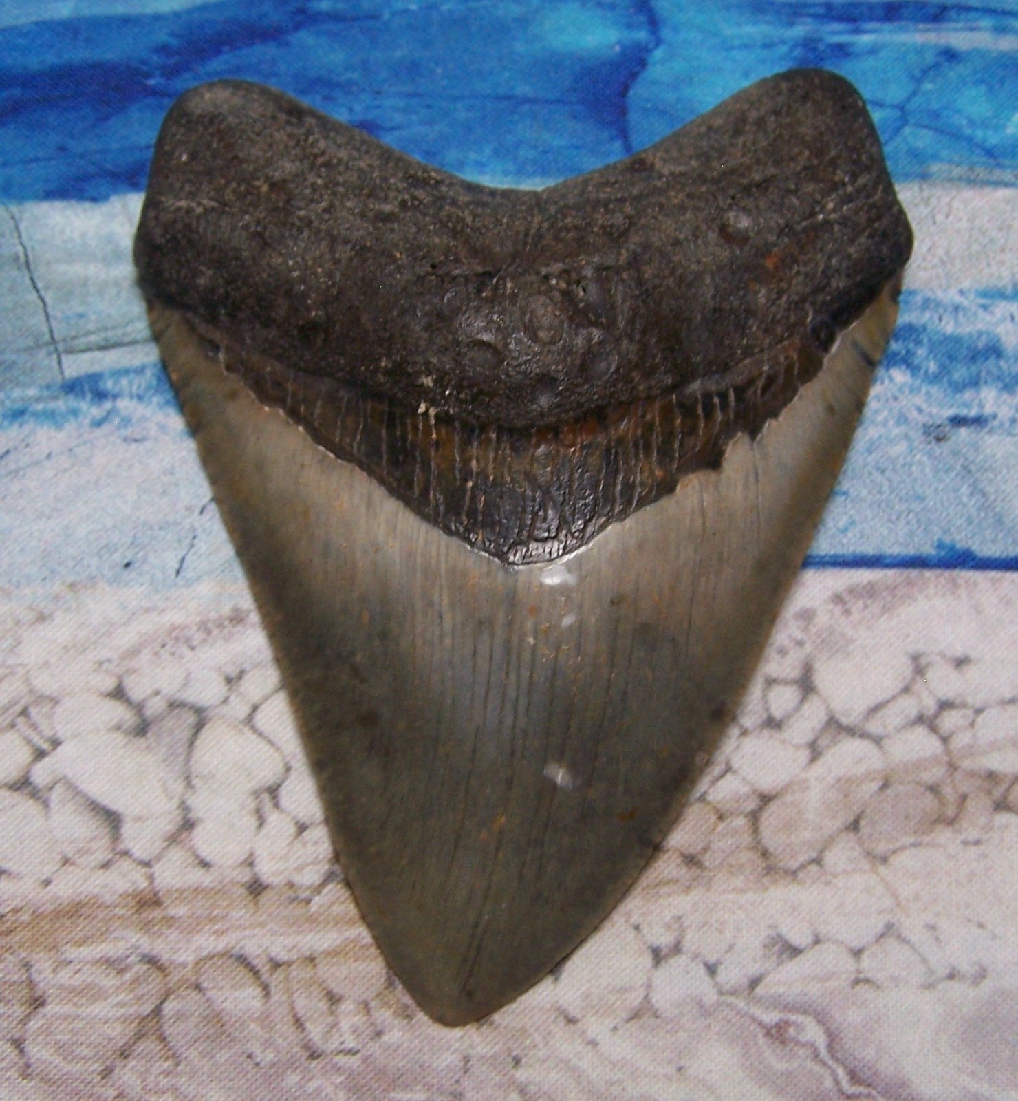 MEGALODON Shark Tooth 4 1/4\