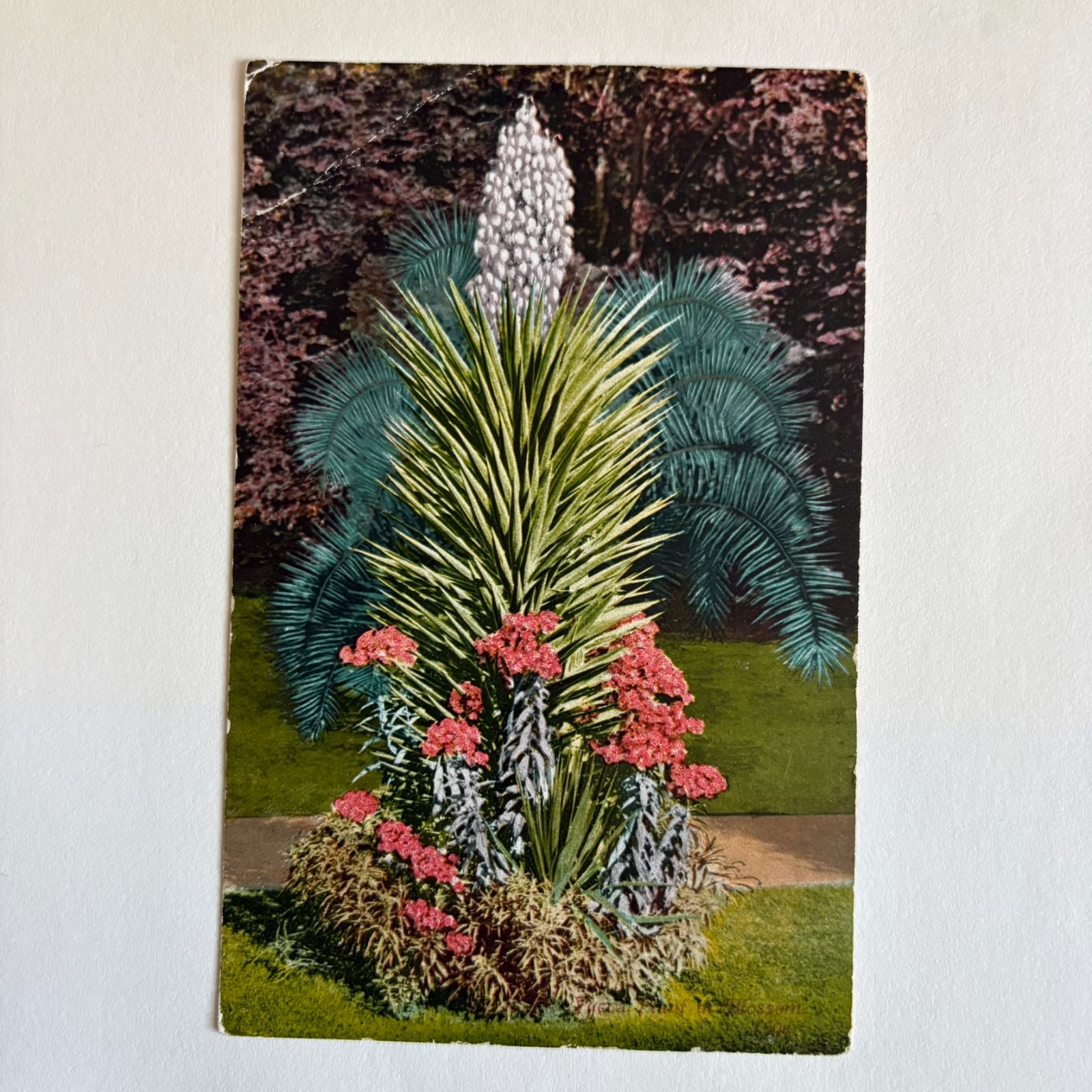 1915 Postcard Yucca Plant Century Plant In Bloom Edward H Mitchell Hollywood CA