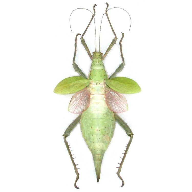 Heteropteryx dilatata FEMALE pink green walking stick insect UNMOUNTED