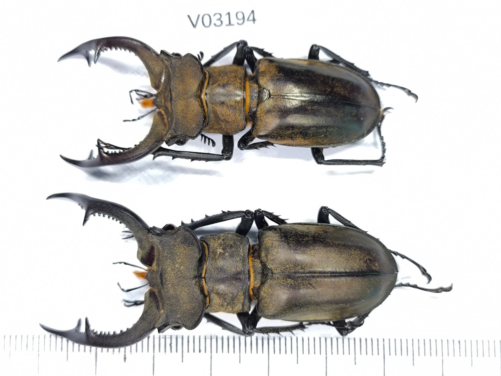 V03194. InsectsUnmounted insects: Lucanidae: Lucanus Nobilis sp. North Vietnam V03194. InsectsUnmounted insects: Lucanidae: Lucanus Nobilis sp. North Vietnam