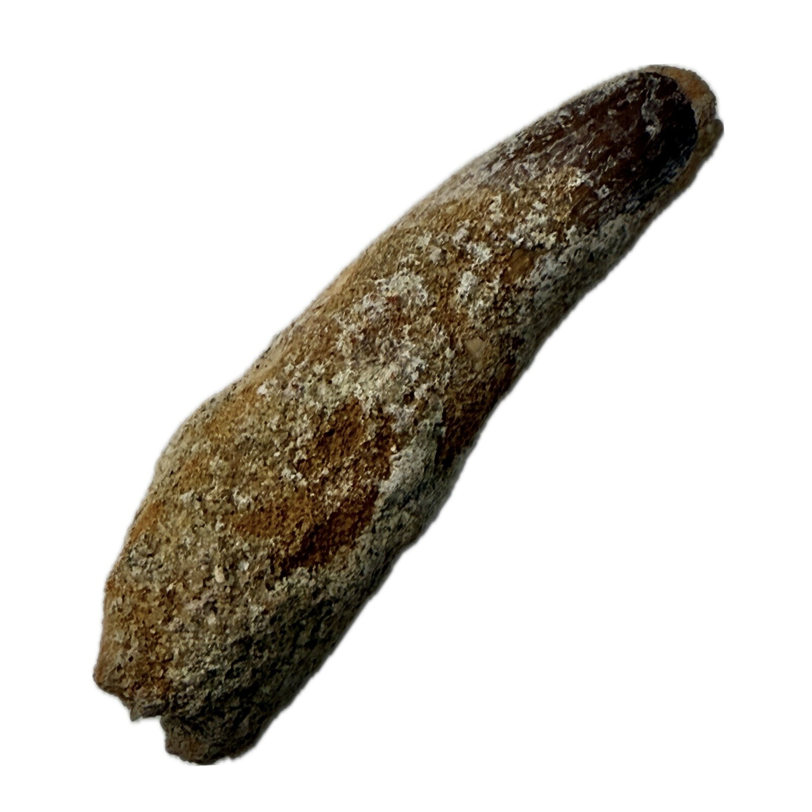 Real Spinosaurus Tooth (6.0cm) Cretaceous, Guaranteed Authentic, Root And Enamel Real Spinosaurus Tooth (6.0cm) Cretaceous, Guaranteed Authentic, Root And Enamel