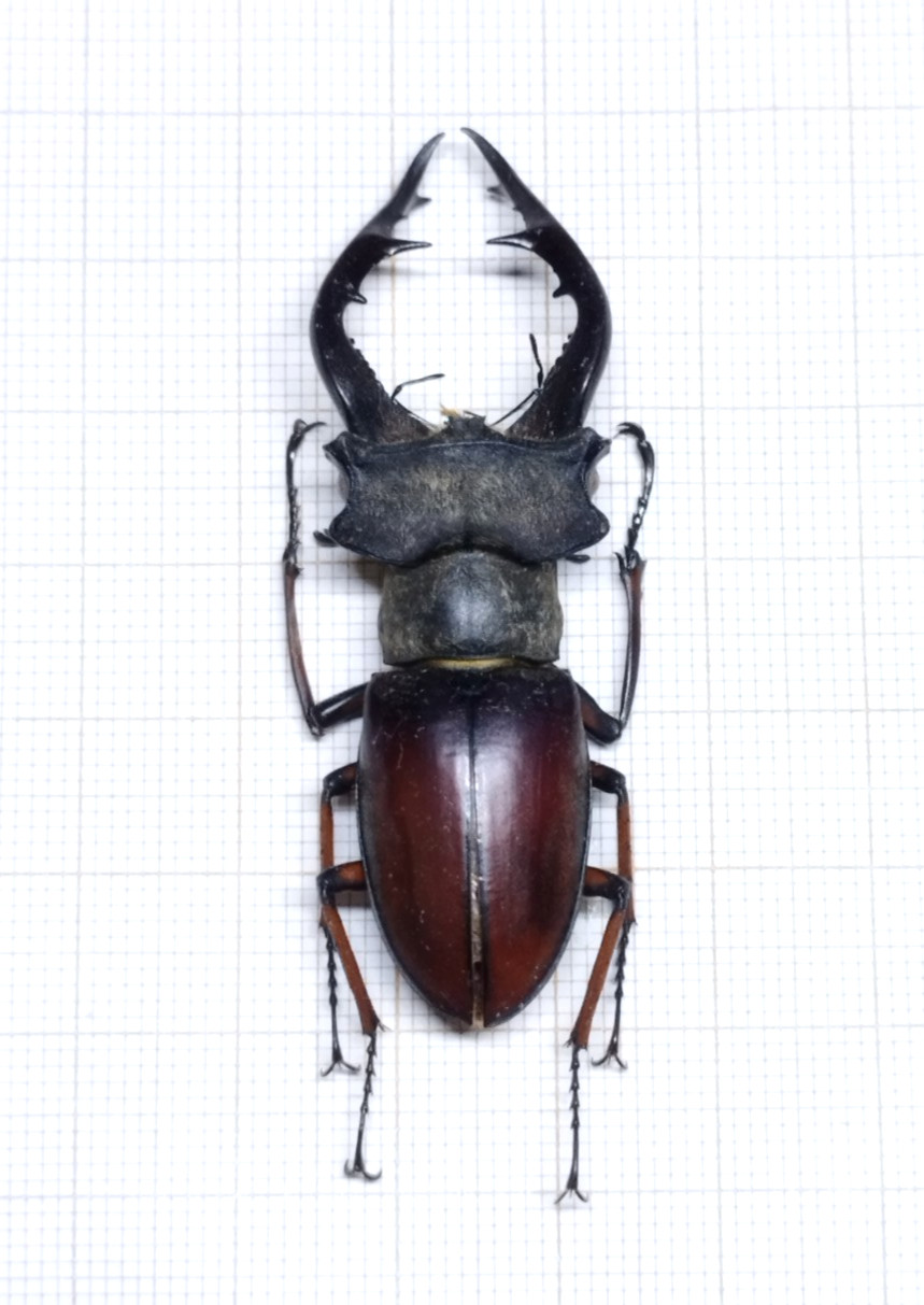 Lucanus gradivus - NORTH VIETNAM - A1 Perfect Male 58.5mm from Mù Căng Chải ..