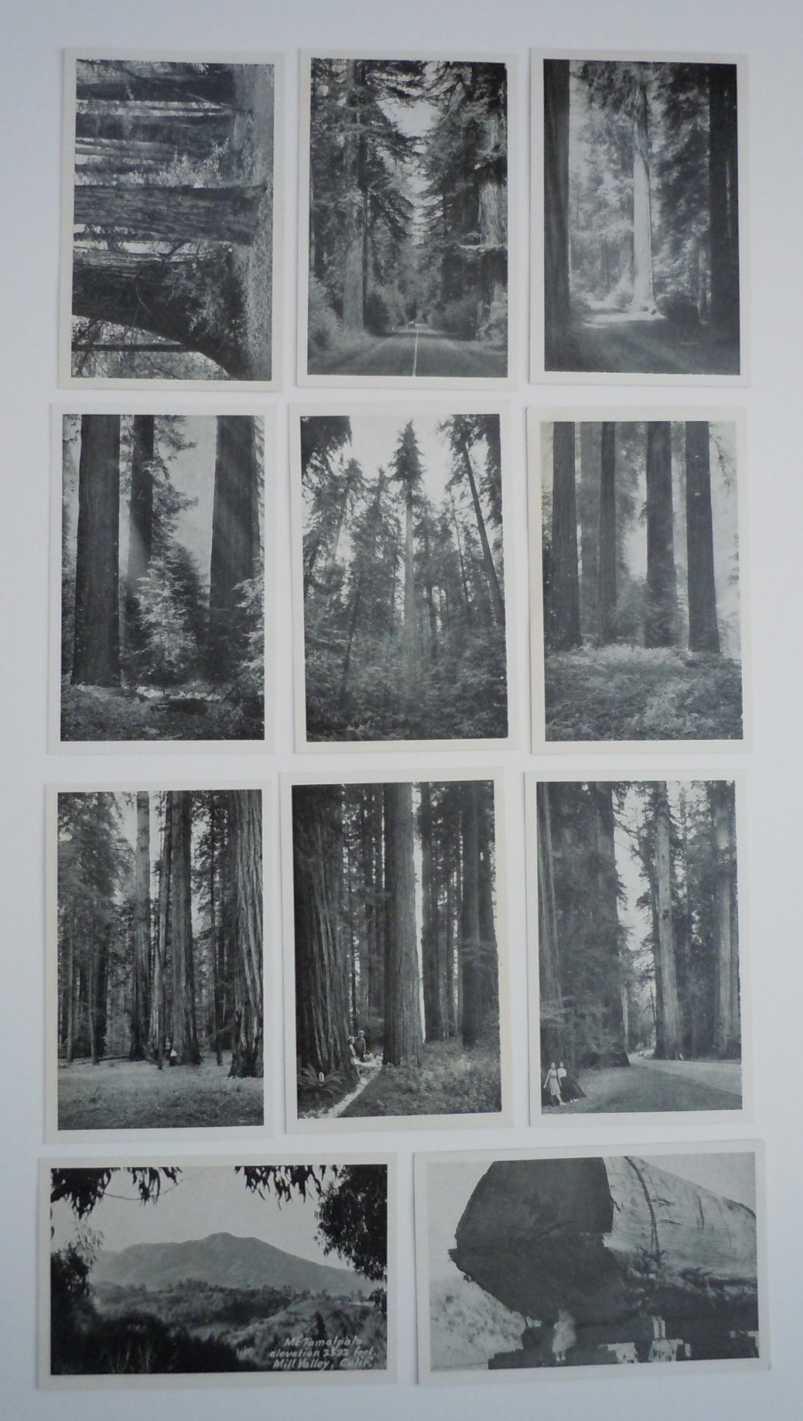 Lot of 11 Vintage Redwood Highway Postcards by J.C. Bardell - Unposted Lot of 11 Vintage Redwood Highway Postcards by J.C. Bardell - Unposted
