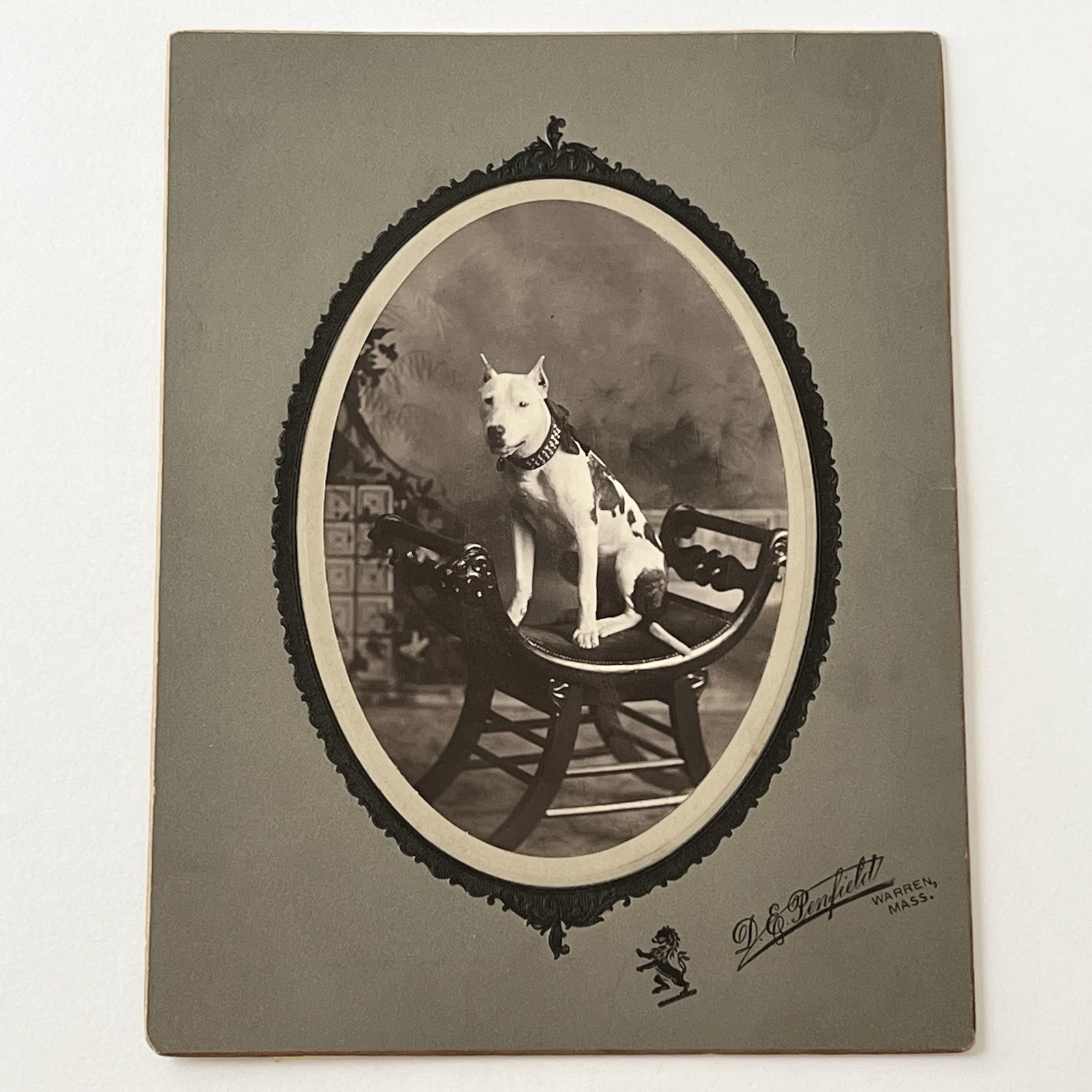 Antique Photograph On Board Beautiful American Pit Bull Terrier Dog MA Pitbull