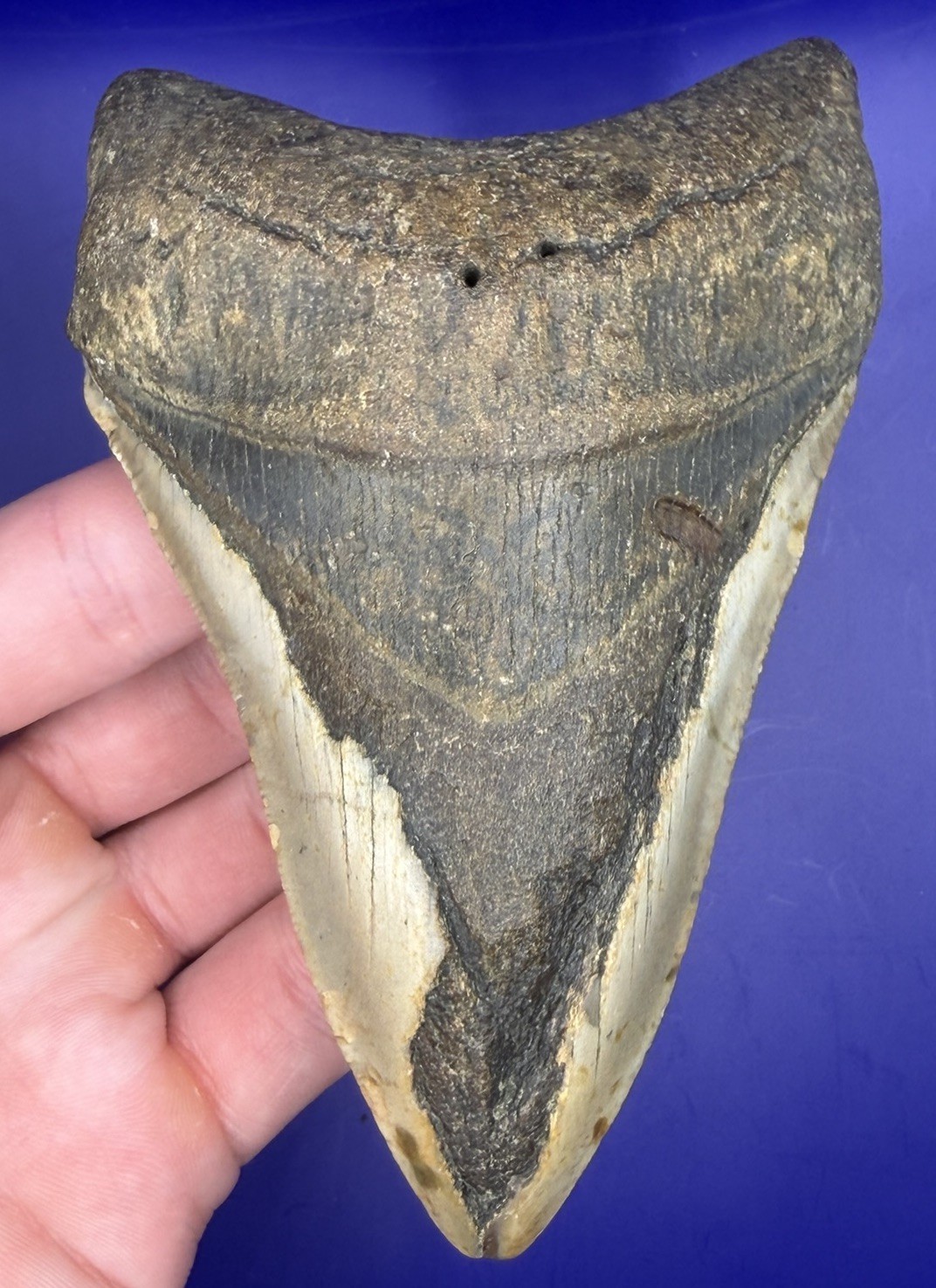 4.63” NC Ledge Megalodon Shark Tooth Fossil Real Shark 4.63” NC Ledge Megalodon Shark Tooth Fossil Real Shark