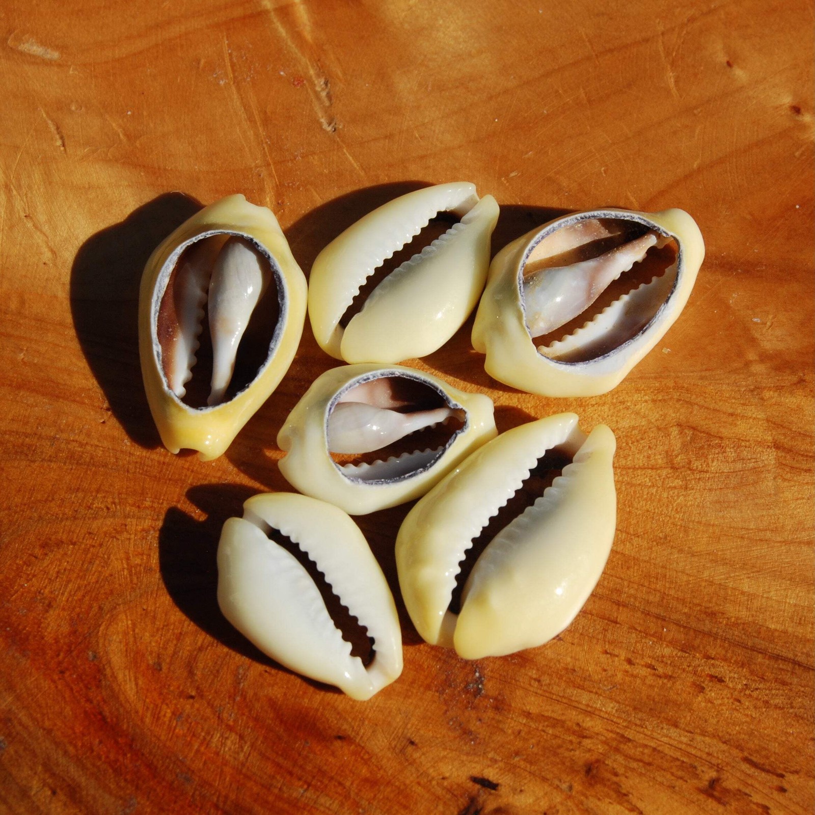 6pc Large Cut Money Cowrie Shells, Cypraea moneta Cowries, Obi Throwing