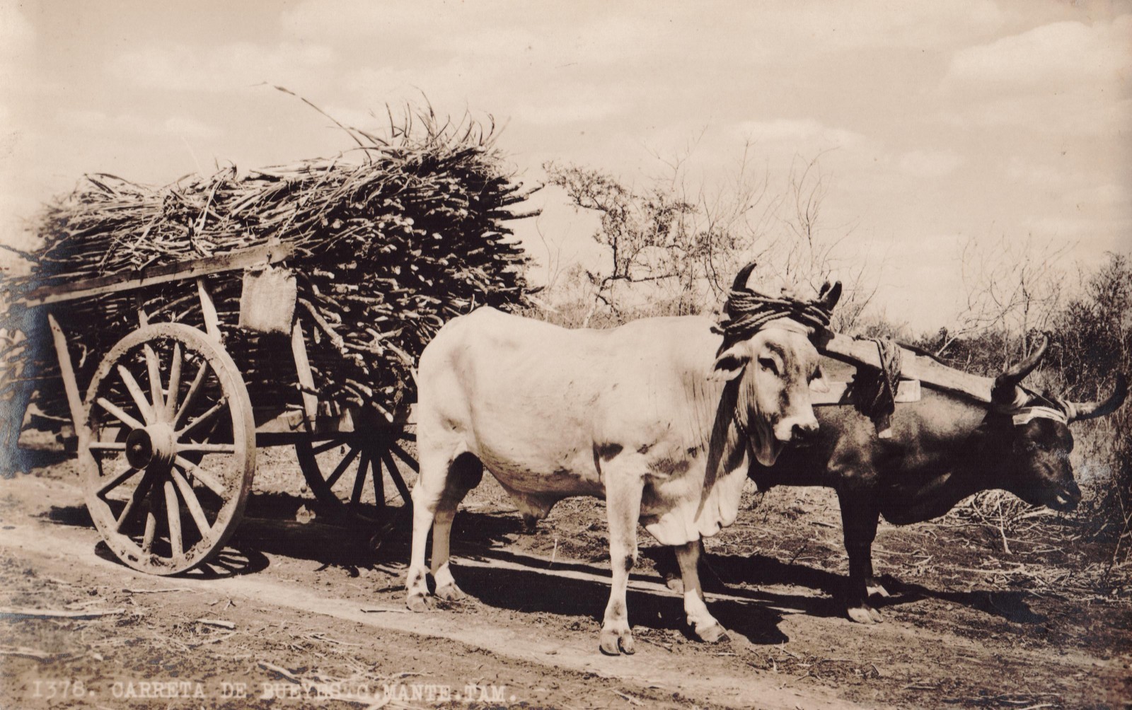 Postcard RPPC Mexico Tempico Mante Carreta de Bueyes c1940 oxen team cart farmer Postcard RPPC Mexico Tempico Mante Carreta de Bueyes c1940 oxen team cart farmer