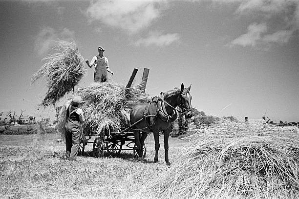 Farmers working on the island of Sark Channel Islands July 1947 Old Photo