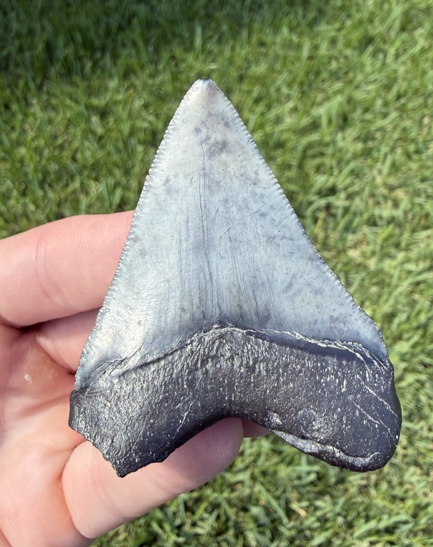Natural 2.54” Megalodon Shark Tooth Fossil Real Shark Teeth No Restoration Natural 2.54” Megalodon Shark Tooth Fossil Real Shark Teeth No Restoration
