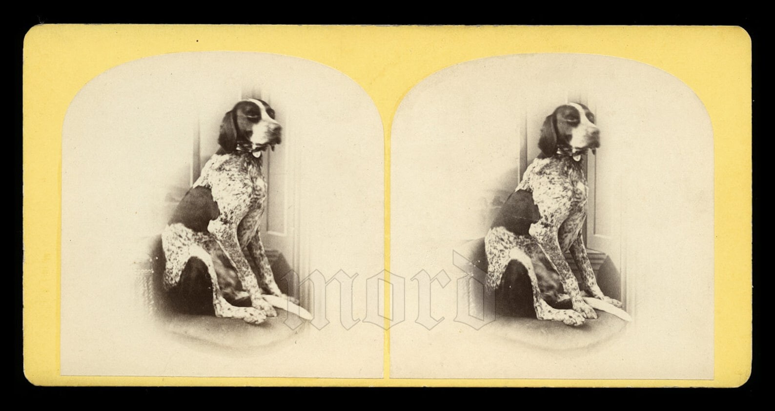 Beautiful 1800s Stereoview Photo of an ENGLISH POINTER Dog Antique Vintage