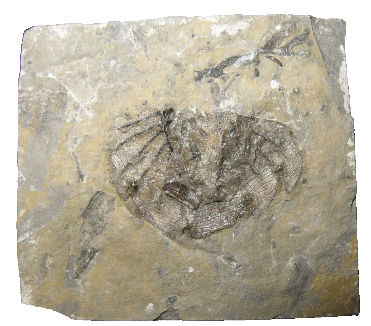 Silurian Rochester Shale trilobite fossil Dicranopeltis nereus lichid pygidia #1 Silurian Rochester Shale trilobite fossil Dicranopeltis nereus lichid pygidia #1