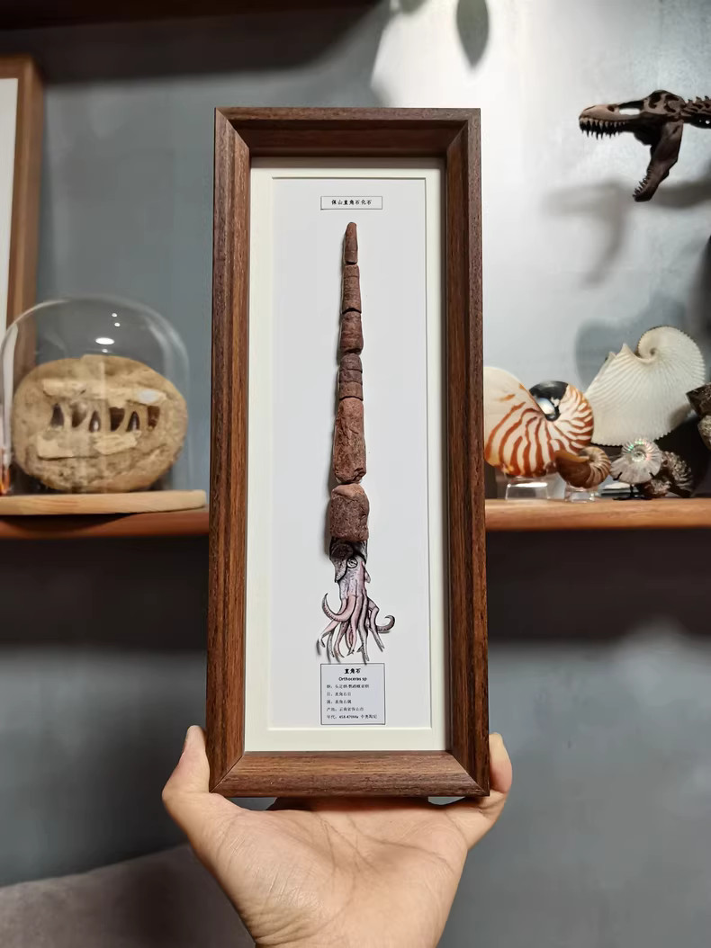 Extra-Long Orthoceras Fossil Display Frame, Straight Cephalopod