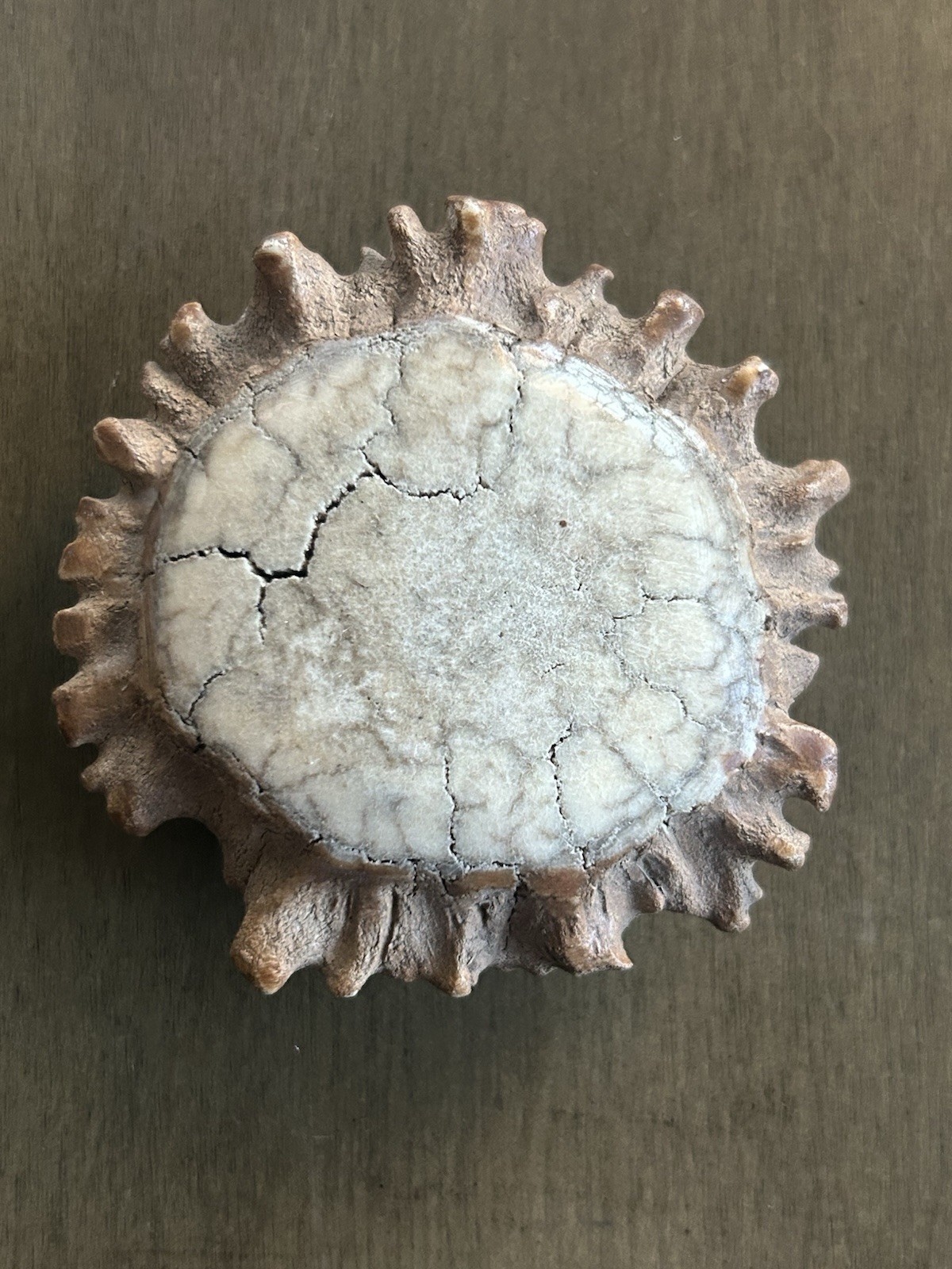OLD Antler Crown Burr Rosette Belt Buckle Old Wyoming USA OLD Antler Crown Burr Rosette Belt Buckle Old Wyoming USA