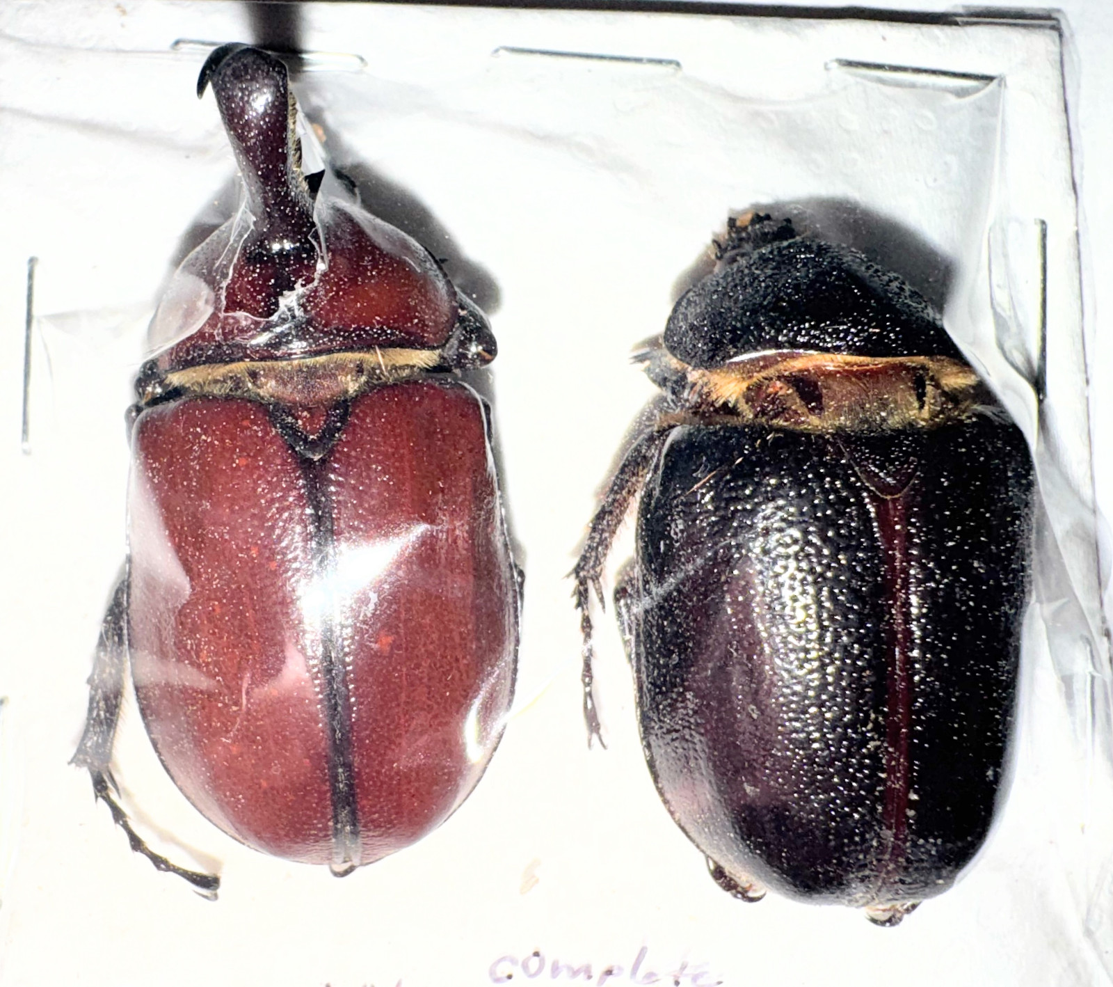 Dynastinae Golofa imperialis XL A1 PAIR from MEXICO - #4407