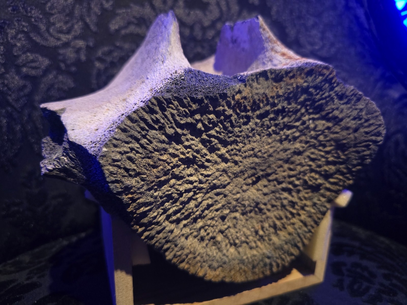 Rare Fossil Whale Vertebra Yorktown Formation PCS Lee Creek Mine NC Miocene Bone