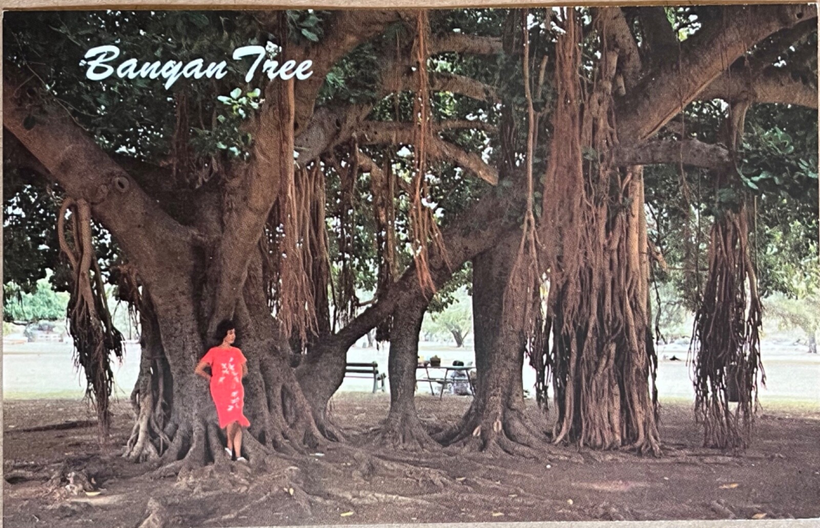 Lahaina Maui Hawaii Banyan Tree Postcard c1960