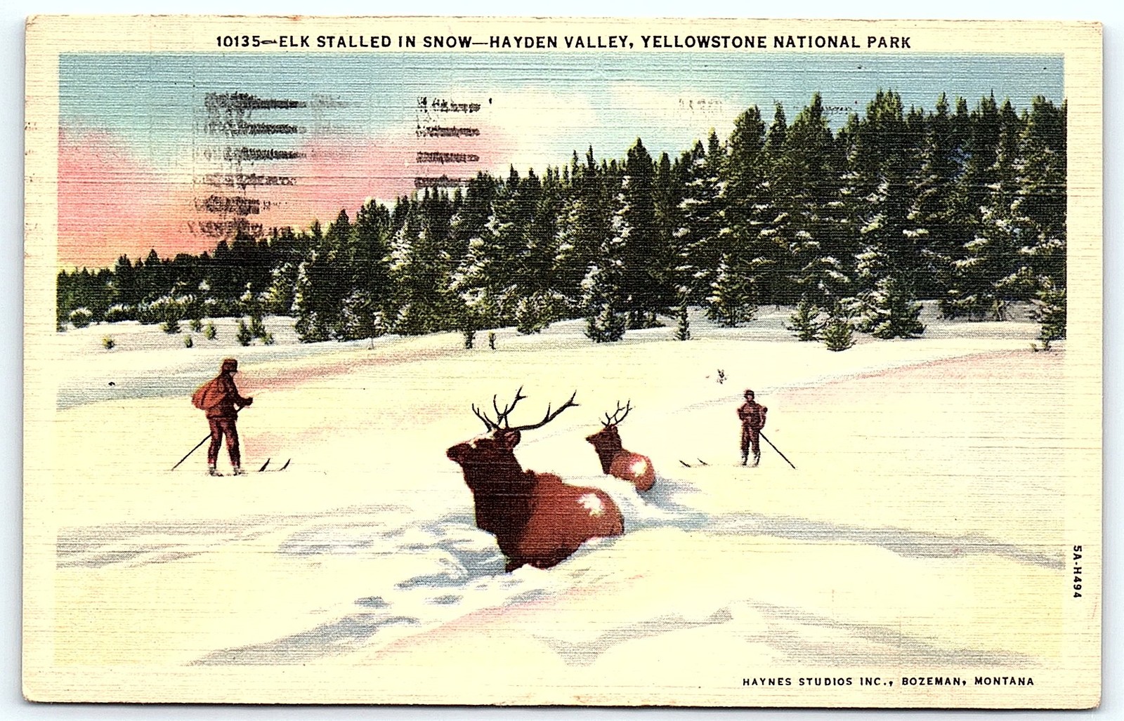 1951 Yellowstone NP Elk in Snow Curteich Postcard
