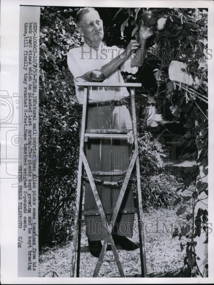 1955 Press Photo Rural Mail Carrier Ross Allen Picks Tomatoes From His Yard Vine 1955 Press Photo Rural Mail Carrier Ross Allen Picks Tomatoes From His Yard Vine