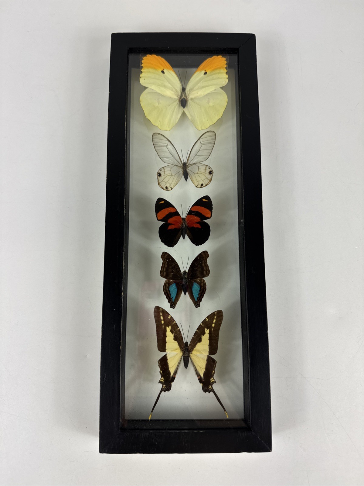 5 Real Butterfly Collection Mounted Double Glass Black Frame Wall Decor 12.5” 5 Real Butterfly Collection Mounted Double Glass Black Frame Wall Decor 12.5”