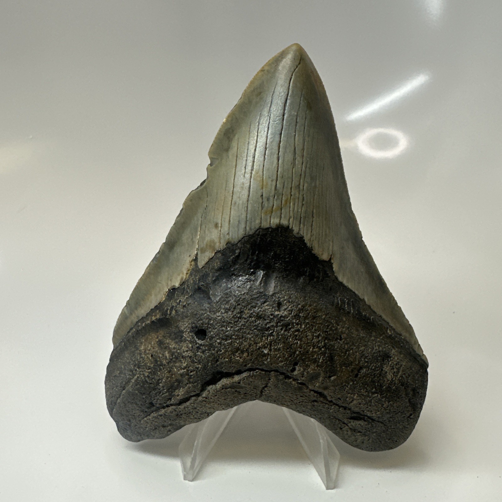 Megalodon Shark Tooth 4.41 Inch - Amazing - Authentic Fossil - Natural 20470