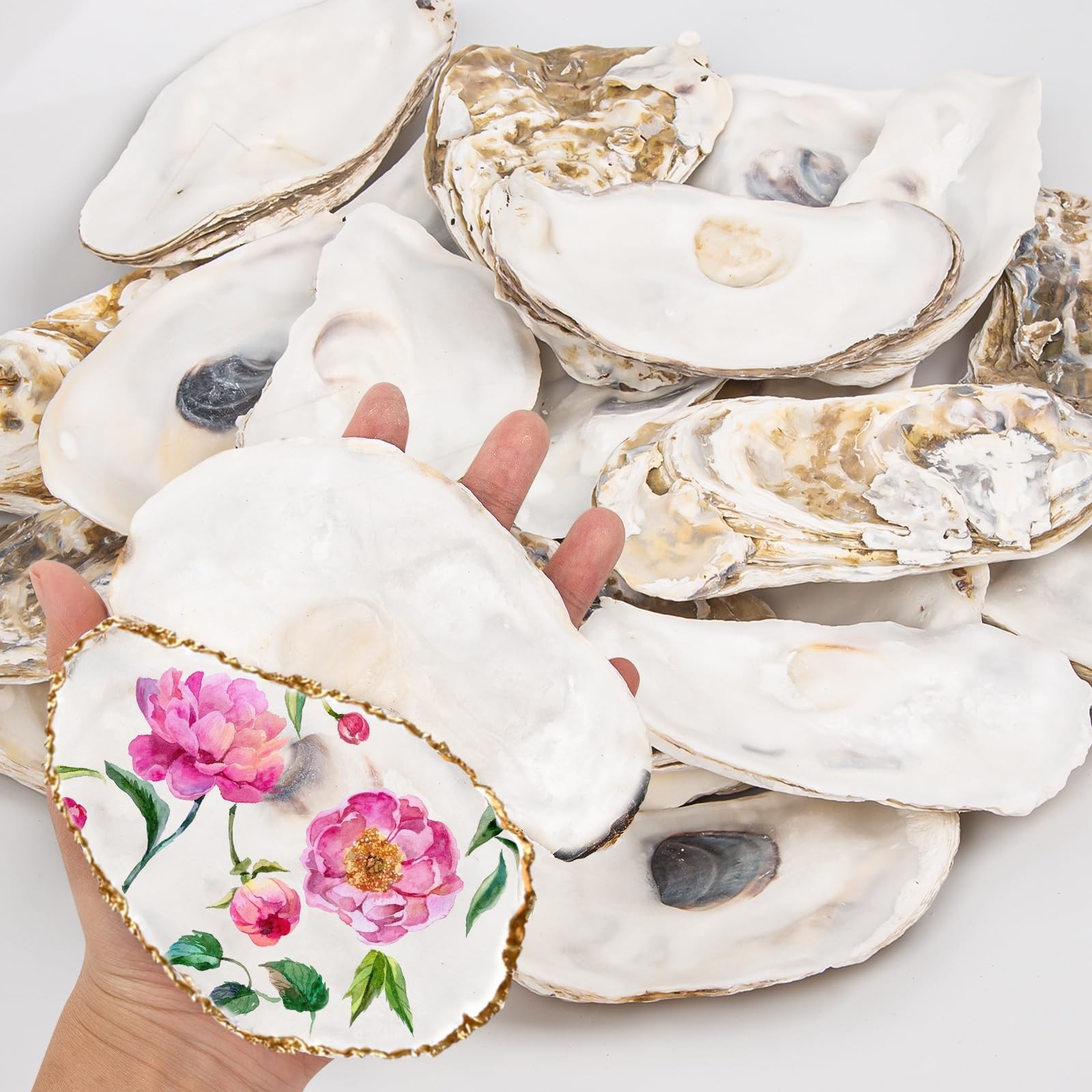 Extra Large Flat Natural Oyster Shells Bulk Crafts Vase Filler 56 Inch 20 PCS