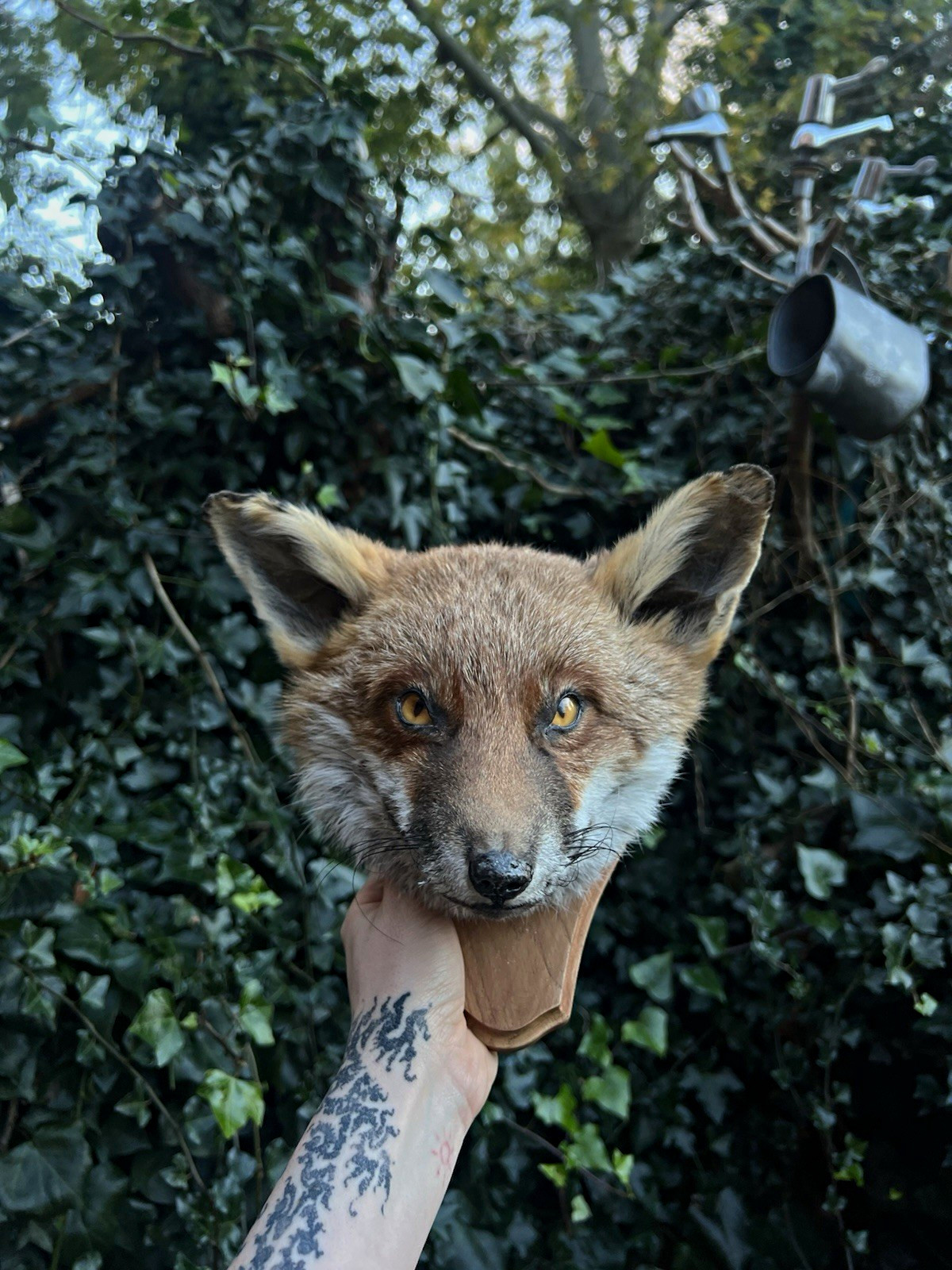 Fox Head Taxidermy Head Mount Oddities and Curiosities