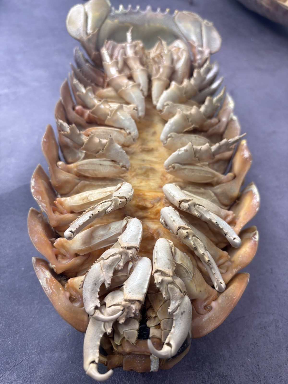 Rare Deep Sea Bathynomus isopod taxidermy, Cleaned & Filled