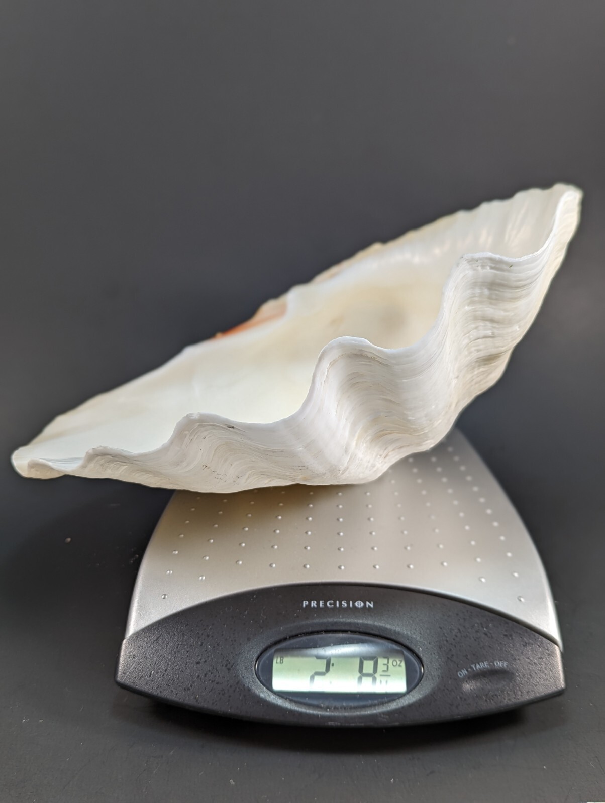 Large Vintage Natural Clam Shell 10 Large Vintage Natural Clam Shell 10