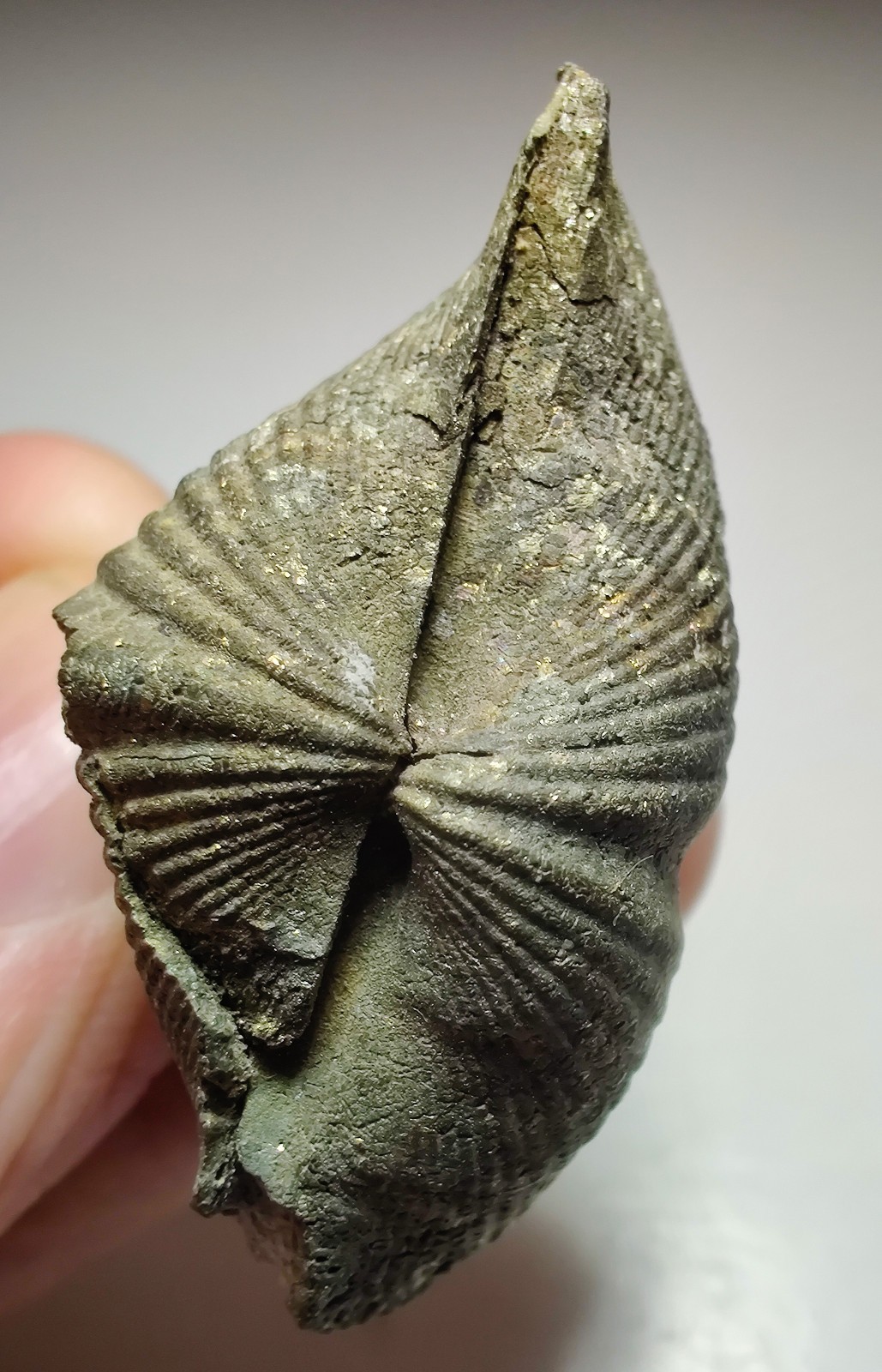 Brachipod fossil replaced by Pyrite. Sylvania, Lucas County, Ohio. 41 grams. Brachipod fossil replaced by Pyrite. Sylvania, Lucas County, Ohio. 41 grams.