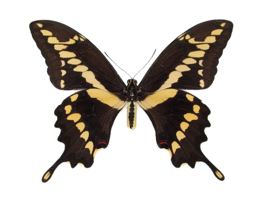 Papilio cresphontes RECTO giant swallowtail yellow black butterfly UNMOUNTED AZ Papilio cresphontes RECTO giant swallowtail yellow black butterfly UNMOUNTED AZ