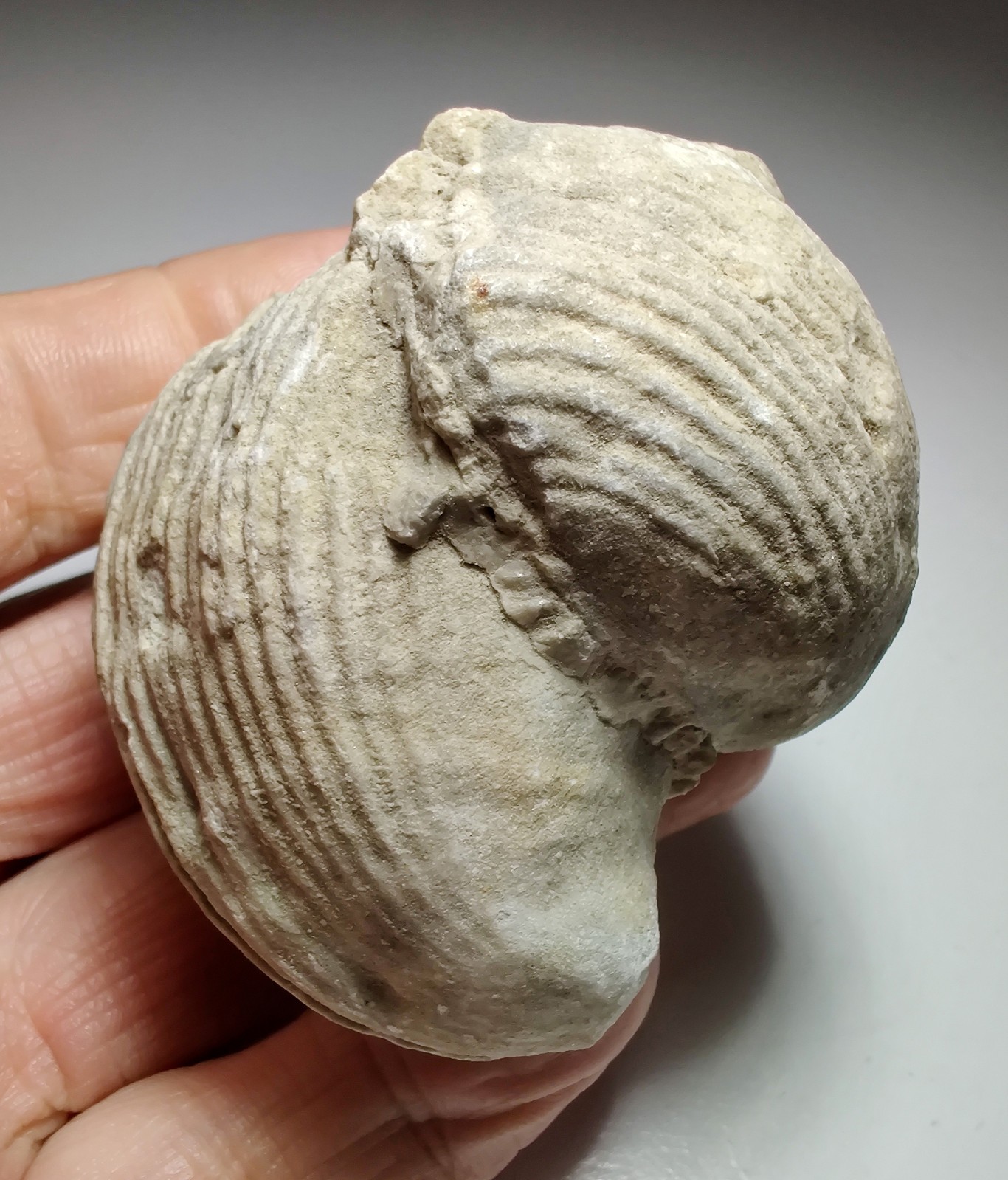 Brachipod fossil specimen, two connected. Location not known. 198 grams. Brachipod fossil specimen, two connected. Location not known. 198 grams.
