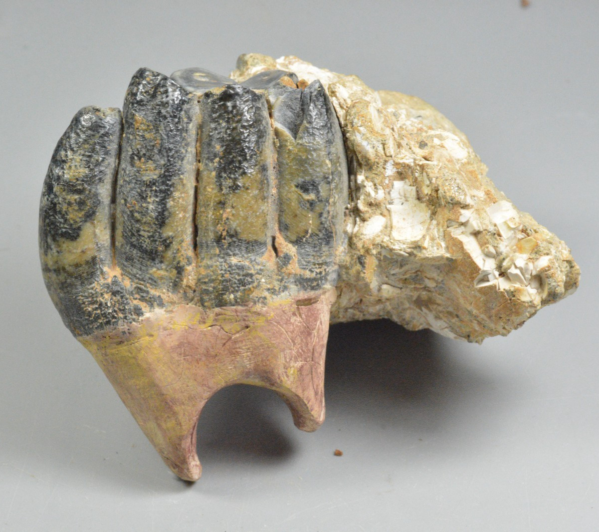 Museum Quality Desmostylus Tooth, Molar Fossil, California Museum Quality Desmostylus Tooth, Molar Fossil, California