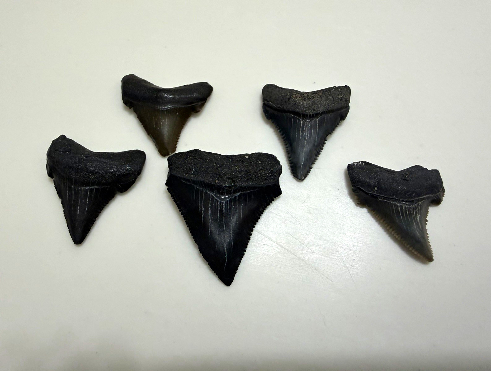 Lot of 5 Summerville Angustidens shark teeth. 1-1.2 inches