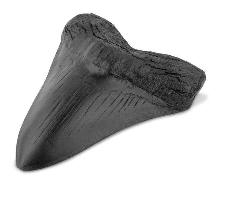 3.5 Inch Megalodon Tooth Black With Serrations - 