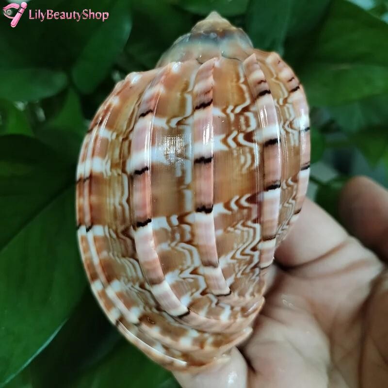 Large Natural Major Harp Hermit Crab Turbo Conch Seashell Rare Real 3-3.5 Inch