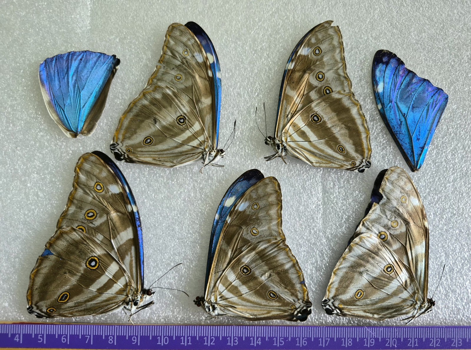 LOT OF 5 MORPHO ADONIS A2 PLUS 2 WINGS TO REPAIR UNMOUNTED WINGS CLOSED LOT OF 5 MORPHO ADONIS A2 PLUS 2 WINGS TO REPAIR UNMOUNTED WINGS CLOSED