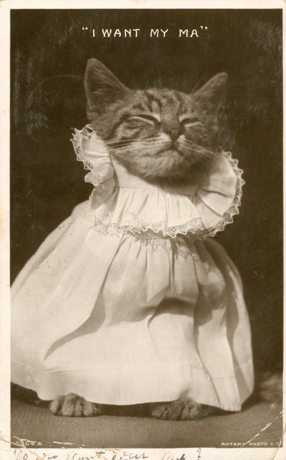 1907 Cat Kitten RPPC Postcard Antique Anthropomorphic \'I want my Ma\' Adorable