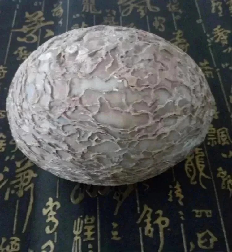 Segnosaur Dinosaur Egg Fossilized Crystallized Fossil Jurassic Cretaceous World