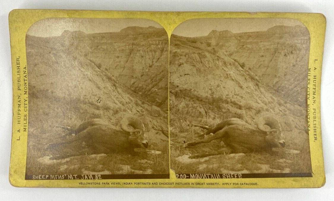 L. A. Huffman No. 200 Mountain Sheep Yellow Stereoview Sheep Mountains Montana