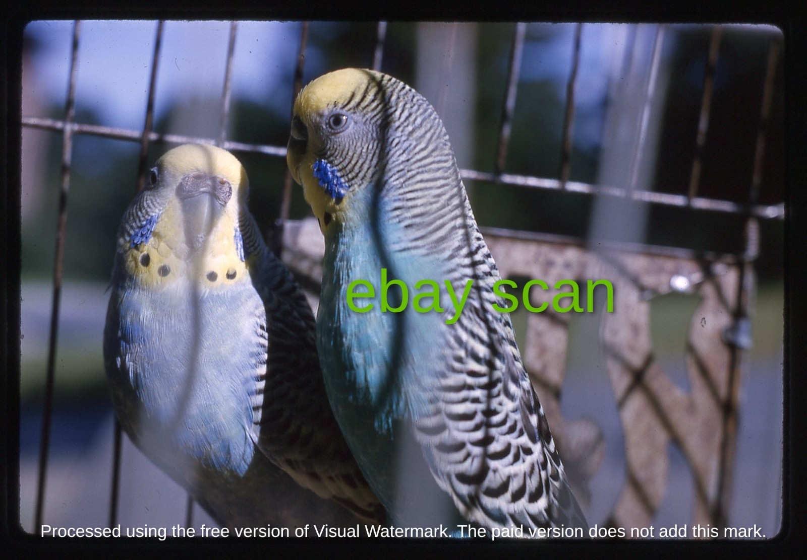 Original Slide, Pet Parakeets at Grafton State Hospital Grafton MA, 1964