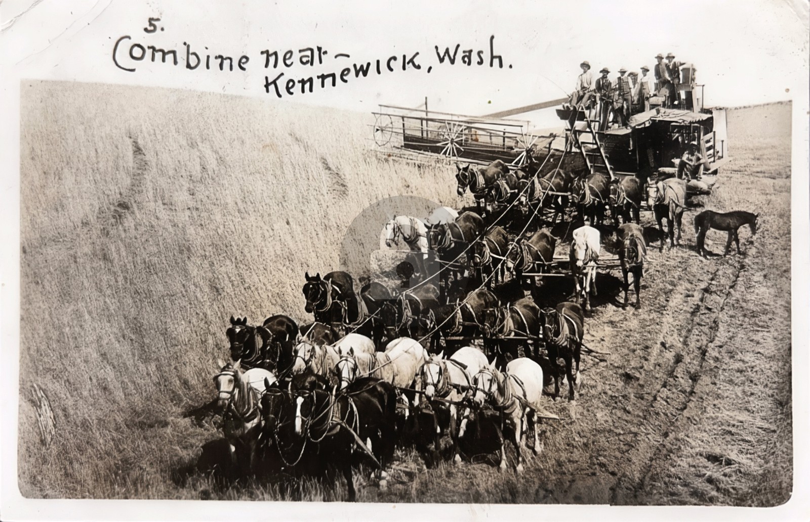 Kennewick Washington Combine Wheat Harvest WA RPPC Photo Postcard COPY Kennewick Washington Combine Wheat Harvest WA RPPC Photo Postcard COPY