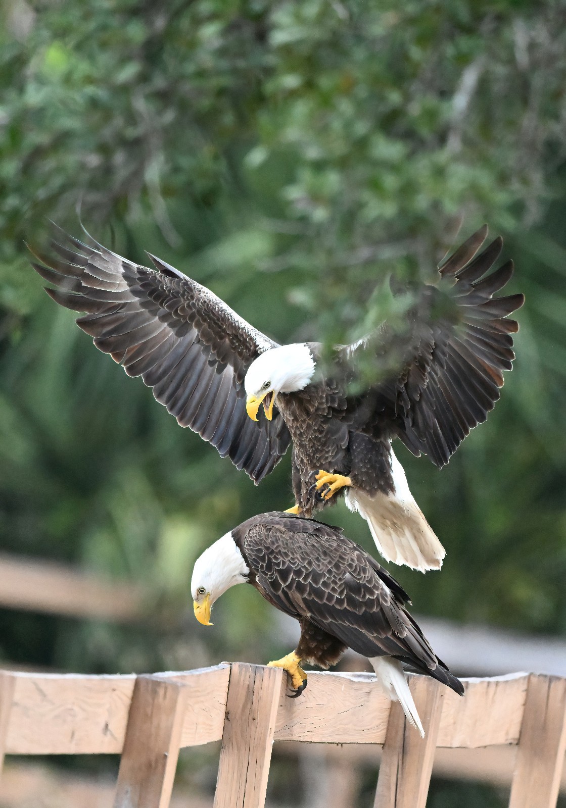 photograph of two American bald eagles mating (13x19 print) photograph of two American bald eagles mating (13x19 print)