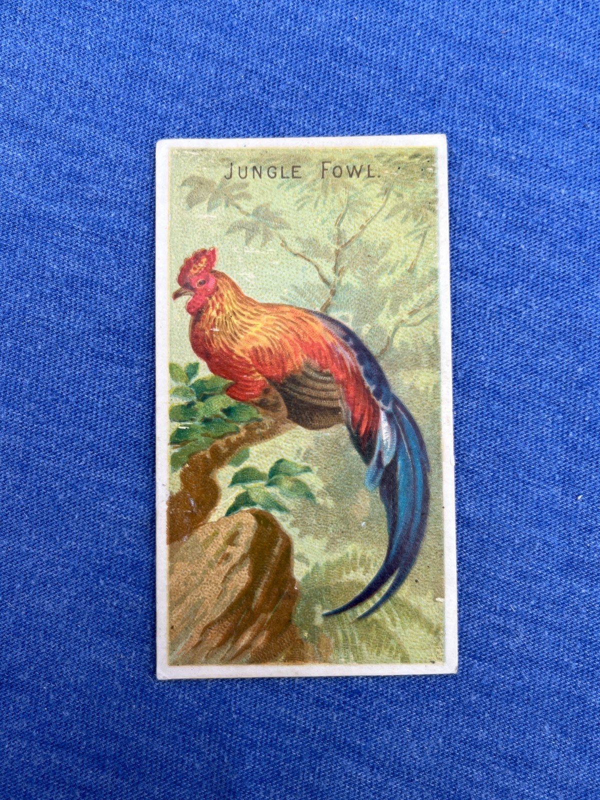 JUNGLE FOWL 1889 N5 Allen & Ginter Birds of the Tropics