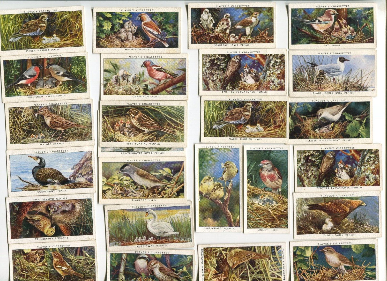 1937 JOHN PLAYER & SONS BIRDS AND THIER YOUNG 50 TOBACCO CARD SET