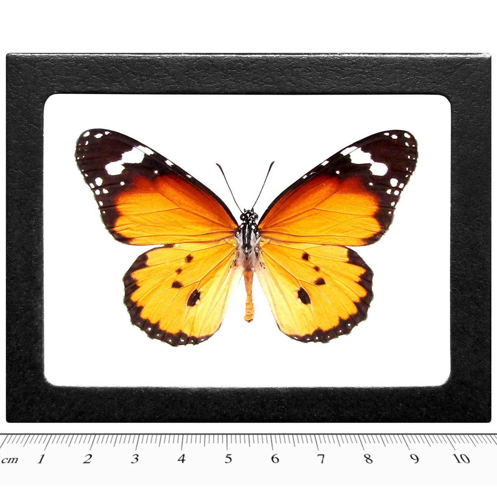 Danaus chrysippus queen orange black monarch mimic butterfly Africa FRAMED