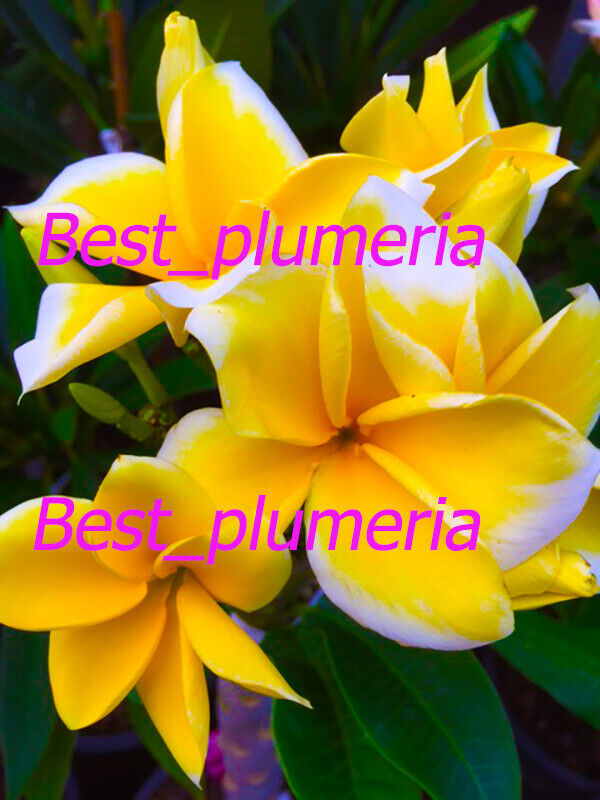 Plumeria Seeds/Flowers/ GoldenAngel /Fresh 100 seeds