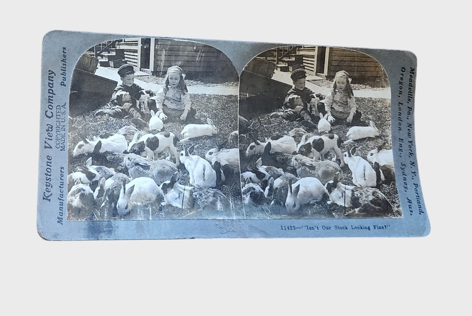 Antique Keystone Stereoview With Children Rabbits Puppies Early 1900s Antique Keystone Stereoview With Children Rabbits Puppies Early 1900s